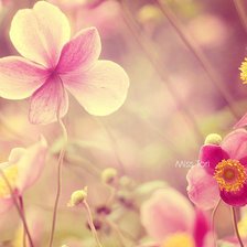 Схема вышивки «Орхедея»