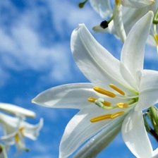 Схема вышивки «Лилии»