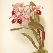 Схема вышивки «№240092»