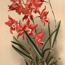 Схема вышивки «орхидеи»