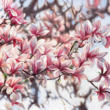 Схема вышивки «№240338»