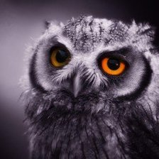 Схема вышивки «Сова.»