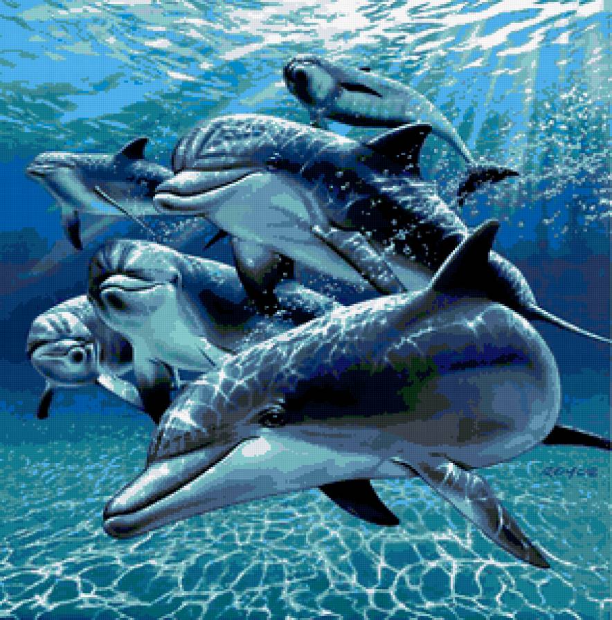 делбфины - дельфины, море, рыбы - предпросмотр