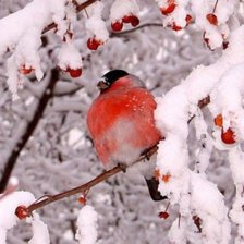Схема вышивки «Красавцы снегири.»