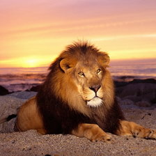 Схема вышивки «лев»