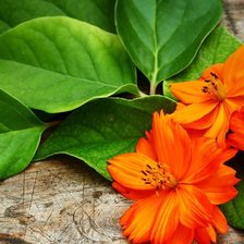 цветы оранж