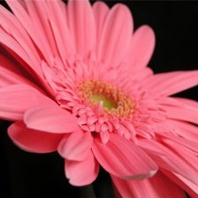 Схема вышивки «Гербера.»