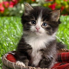 Схема вышивки «кошка»