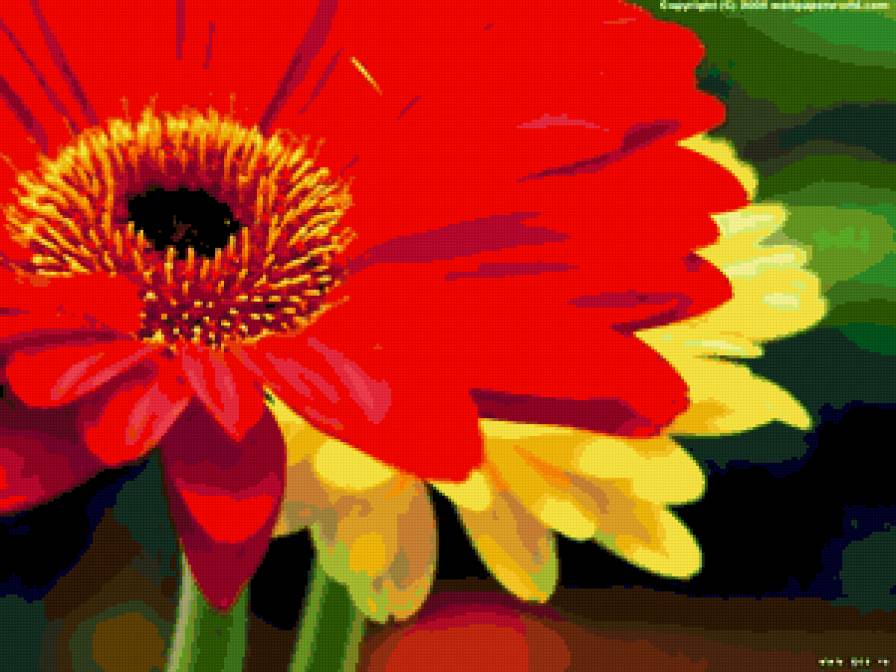 Герберы. - цветы, герберы - предпросмотр