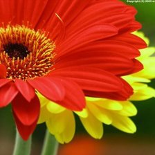 Схема вышивки «Герберы.»