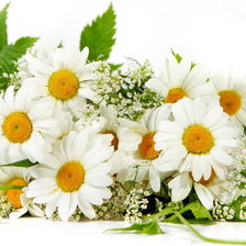 Схема вышивки «Ромашки»