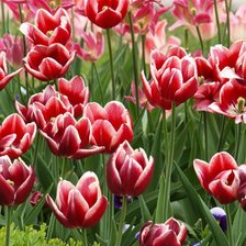 Схема вышивки «тюльпаны»