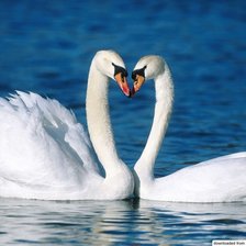 Схема вышивки «Лебеди»