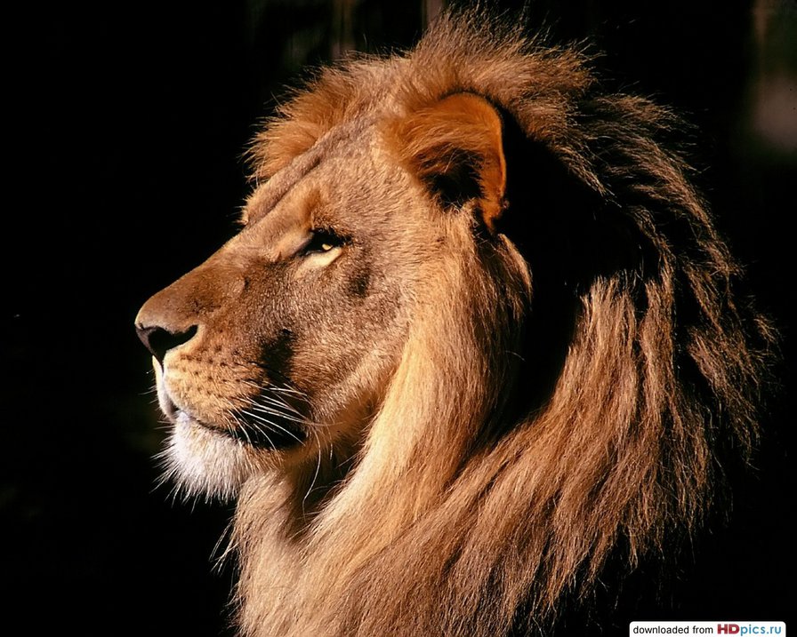 Лёва - оригинал