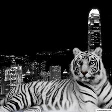 Схема вышивки «Тигр»