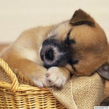 Сладкий сон