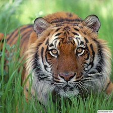 Схема вышивки «Тигр»