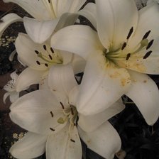 Схема вышивки «лилии»