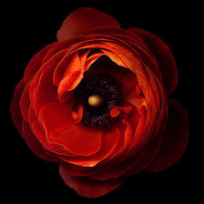 Схема вышивки «№240975»