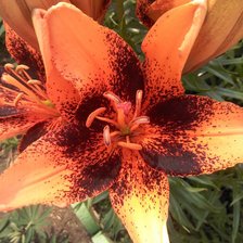 Схема вышивки «лилии»