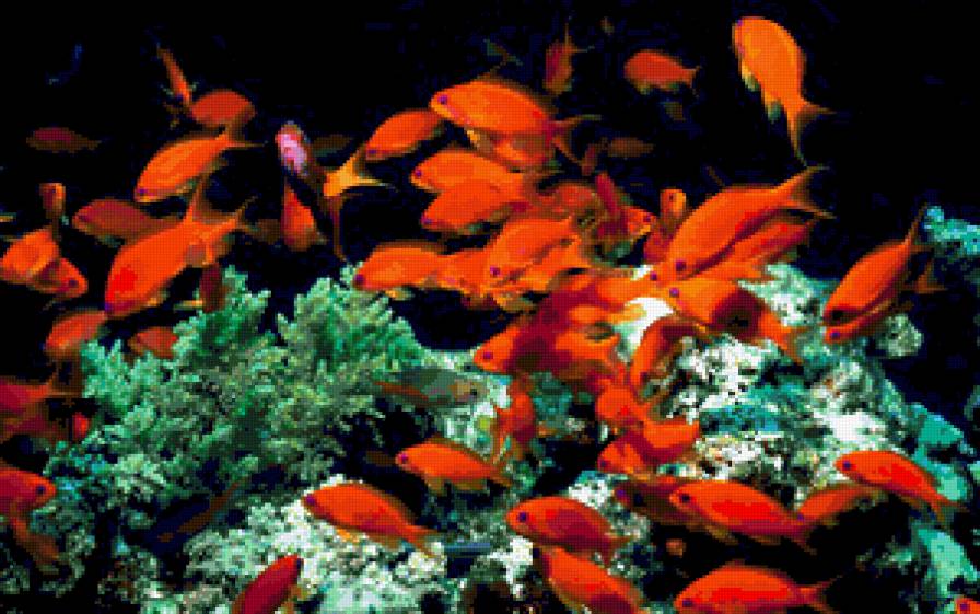 Подводный мир - картина, природа, рыбки - предпросмотр