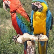 Схема вышивки «Попугаи»