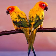 Схема вышивки «Попугаи»