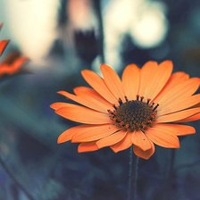 Схема вышивки «оранжевое настроение»