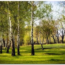 Схема вышивки «березы»