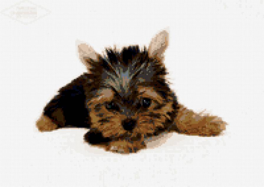 йорк - предпросмотр