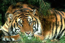 Схема вышивки «Тигр»