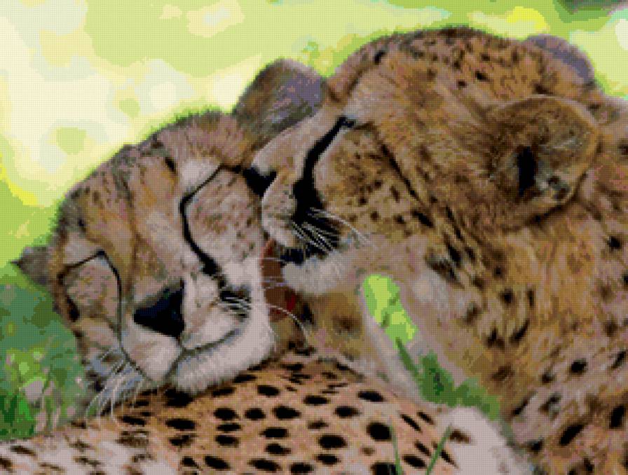 Гепарды - любовь - предпросмотр