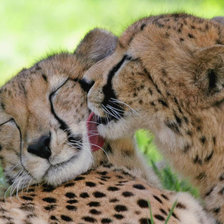 Схема вышивки «Гепарды»