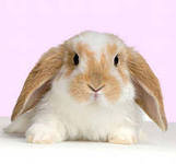 Схема вышивки «кроля»