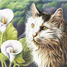 Схема вышивки «кошка и каллы»