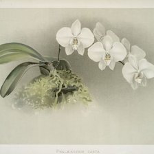 Схема вышивки «белая орхидея»