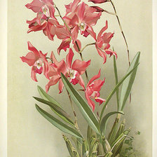 Схема вышивки «красная орхидея»