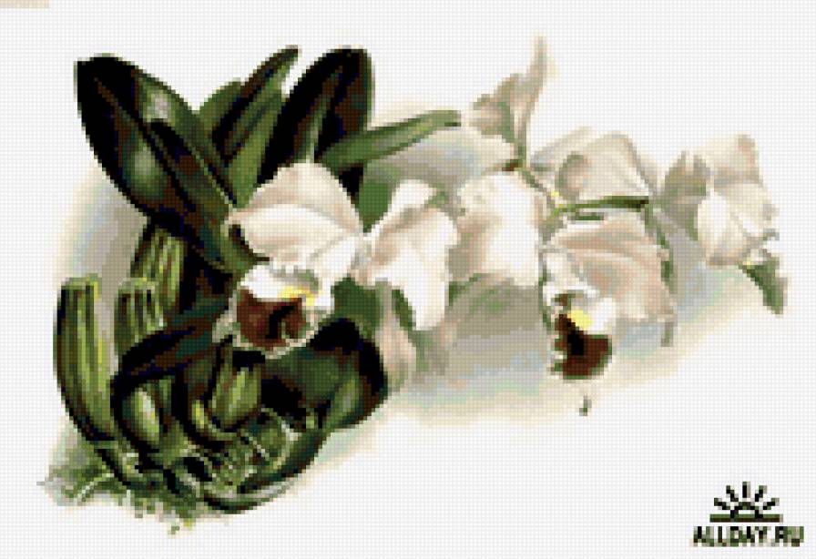 белая орхидея - цветы орхидея - предпросмотр