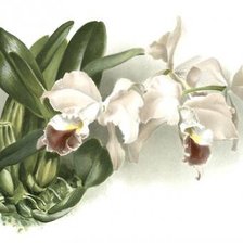 Схема вышивки «белая орхидея»