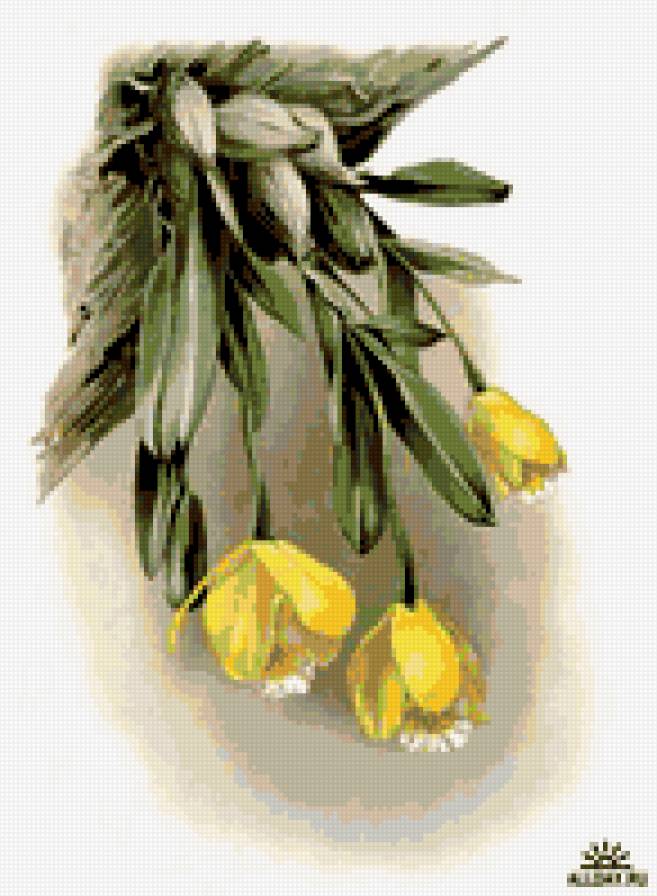 желтая орхидея - цветы орхидея - предпросмотр