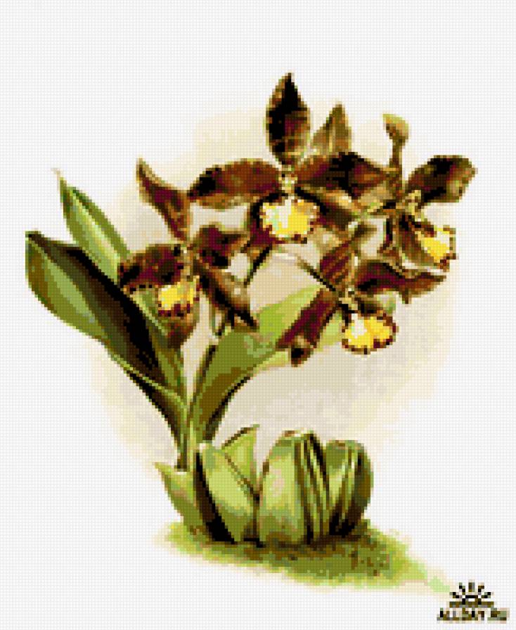 орхидея - цветы орхидея - предпросмотр