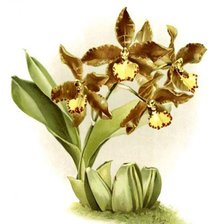 Схема вышивки «орхидея»