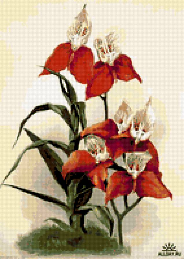 красная орхидея - цветы орхидея - предпросмотр