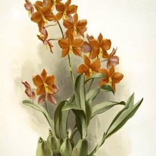 Схема вышивки «орхидея»