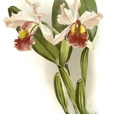 Схема вышивки «орхидея»