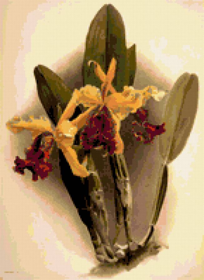 желтая орхидея - цветы орхидея - предпросмотр