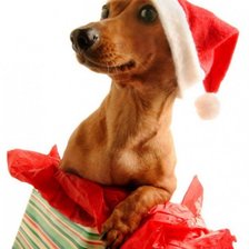 рождественская такса