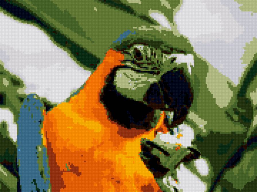 попугай - предпросмотр