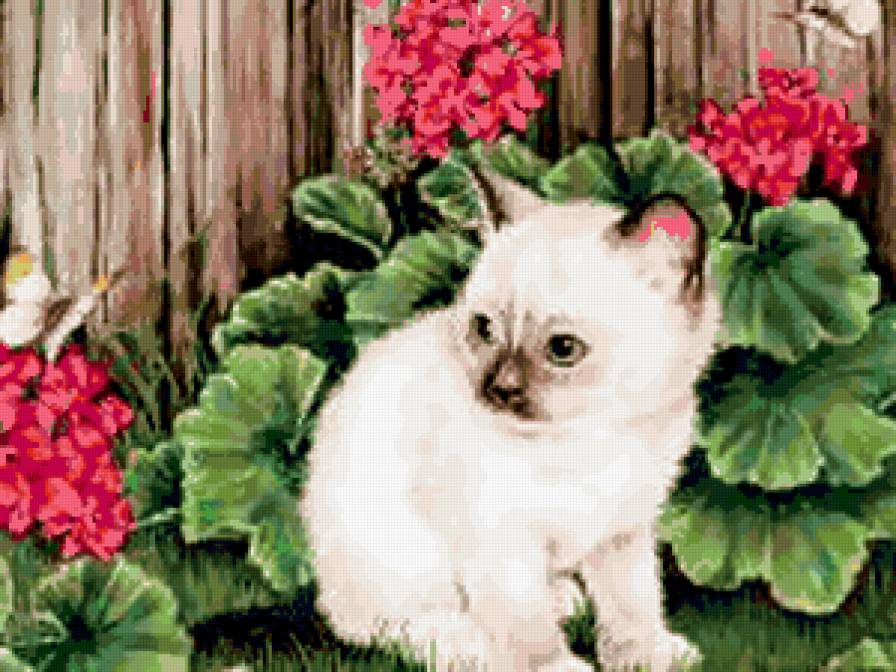 кошка в цветах - кот, кошка, цветы, герань, портрет - предпросмотр