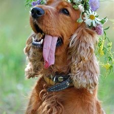 Схема вышивки «№242247»